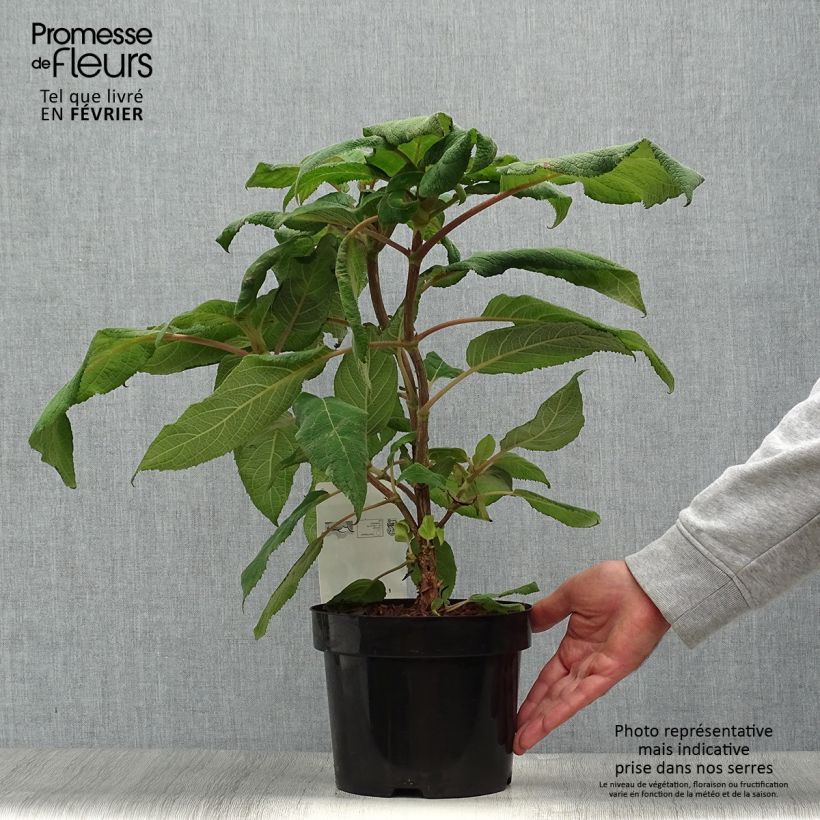 Example of Hydrangea aspera Macrophylla - Samthortensie Topf mit 2L/3L as you get in automne