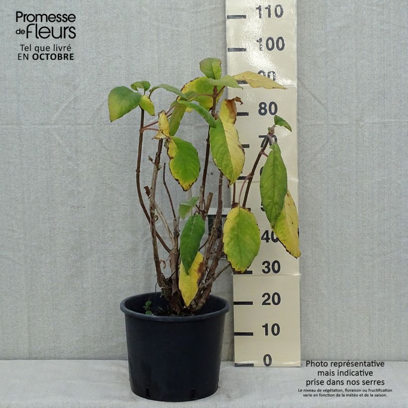 Example of Hydrangea aspera Macrophylla - Samthortensie Topf mit 12L/15L as you get in automne
