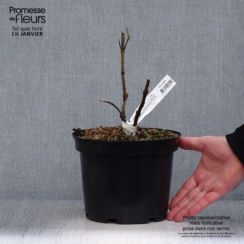 Exemplar von Hydrangea aspera Rosemary Foster - Samthortensie Topf mit 4L/5L wie im Winter geliefert