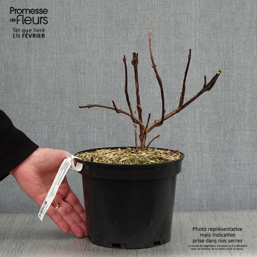 Exemplar von Hydrangea involucrata Late Love - Hüllblatt-Hortensie Topf mit 3L/4L wie im Winter geliefert