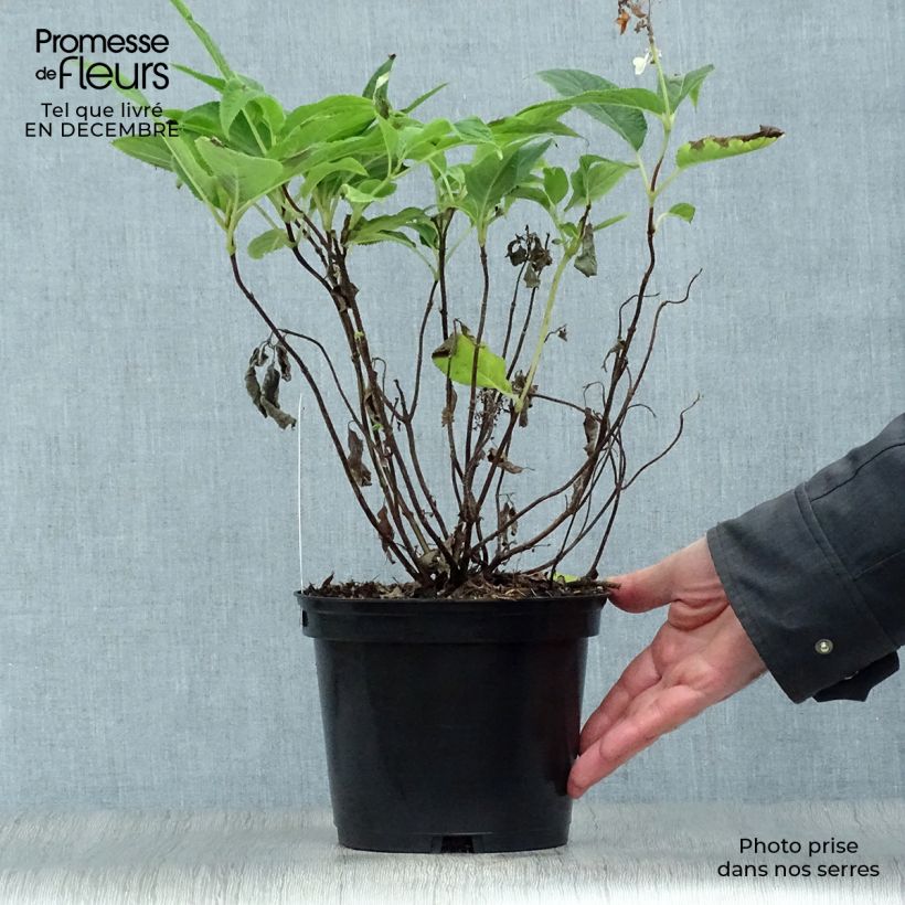 Exemplar von Hydrangea involucrata - Hüllblatt-Hortensie Topf mit 2L/3L wie im Winter geliefert