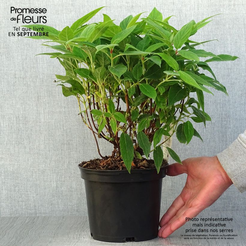 Example of Hydrangea involucrata - Hüllblatt-Hortensie Topf mit 2L/3L as you get in automne