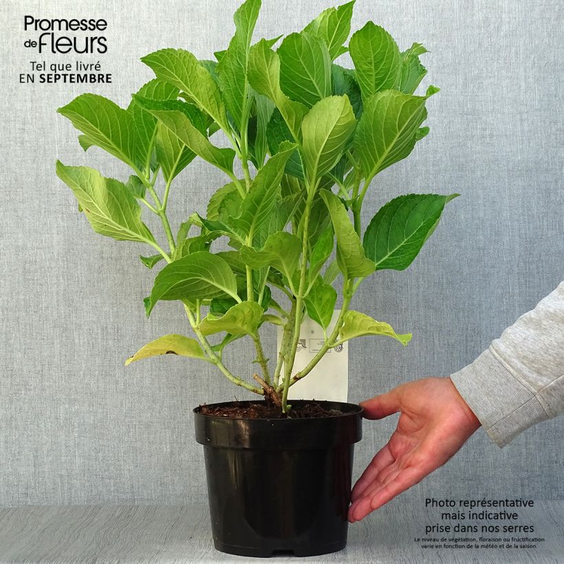 Example of Hydrangea macrophylla Ayesha - Bauernhortensie Topf mit 2L/3L as you get in automne