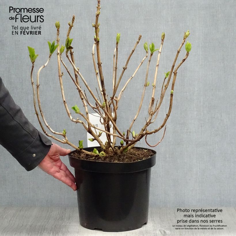 Exemplar von Hydrangea macrophylla Ayesha - Bauernhortensie Topf mit 7,5L/10L wie im Winter geliefert