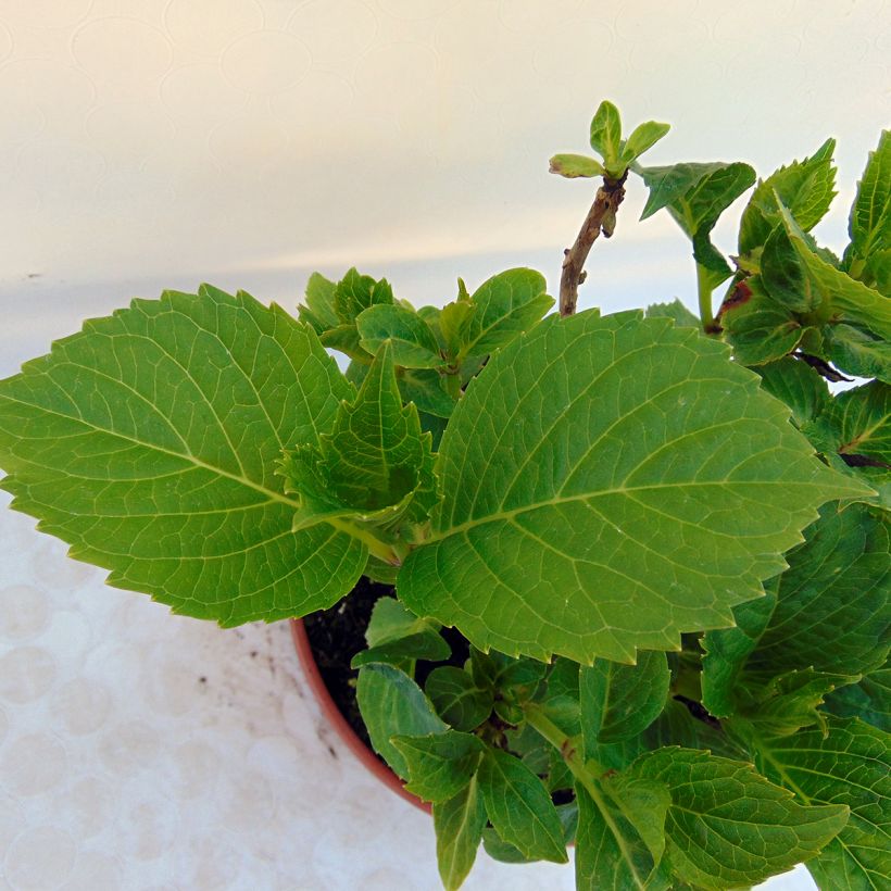 Hydrangea macrophylla Baron Pourpre - Bauernhortensie (Foliage)