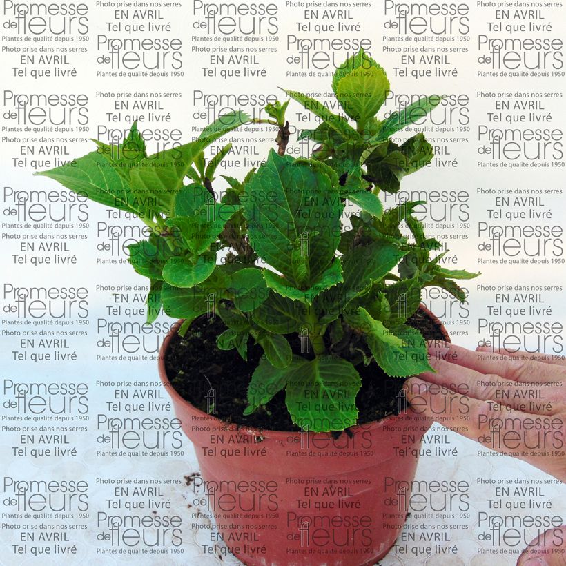 Example of Hydrangea macrophylla Baron Pourpre - Bauernhortensie Topf mit 2L/3L as you get