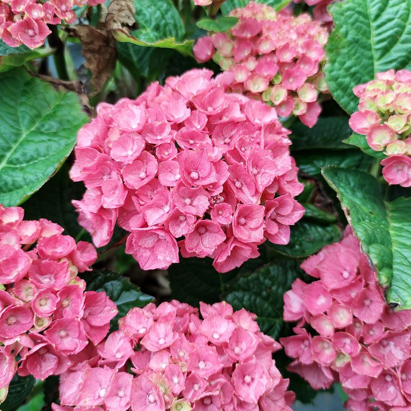 Hydrangea macrophylla Baron Rouge - Bauernhortensie (Blüte)