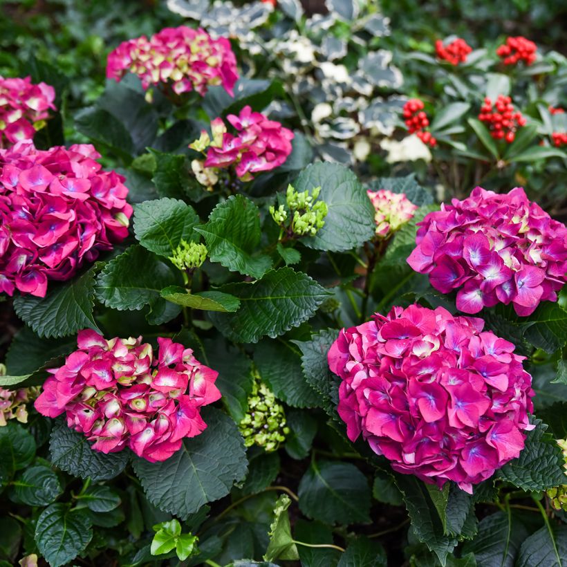 Hydrangea macrophylla Baron Rouge - Bauernhortensie (Hafen)
