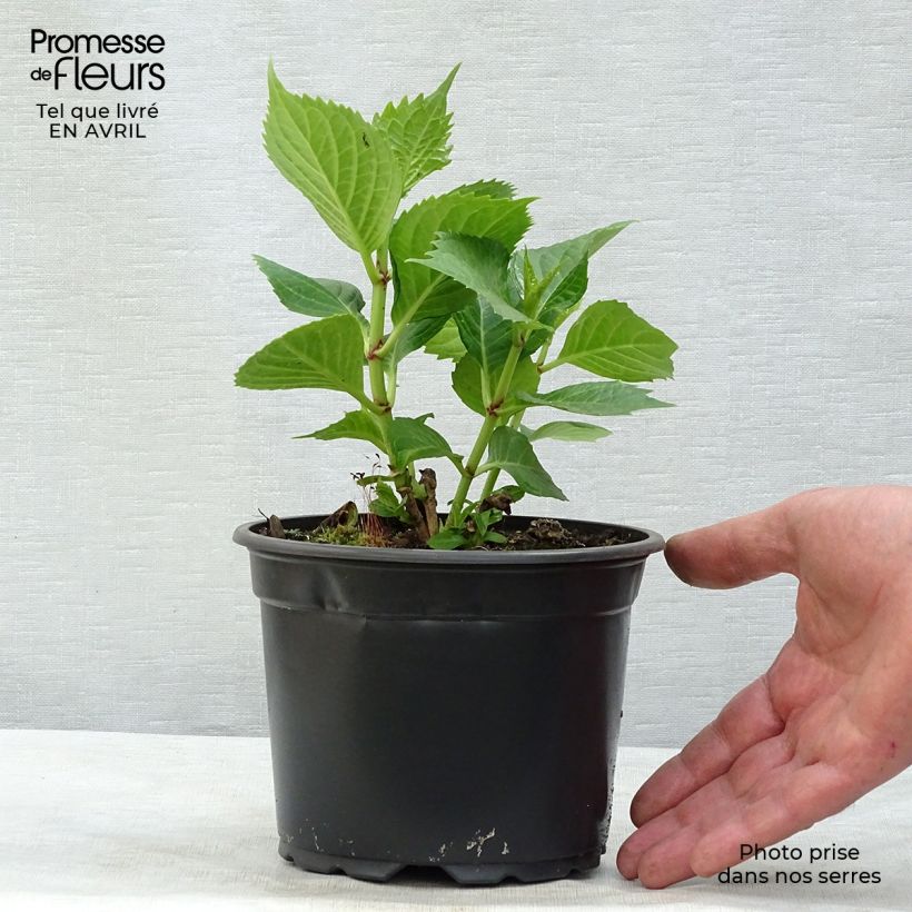 Exemplar von Hydrangea macrophylla Baron Rouge - Bauernhortensie Topf mit 2L/3L wie im Frühjahr geliefert