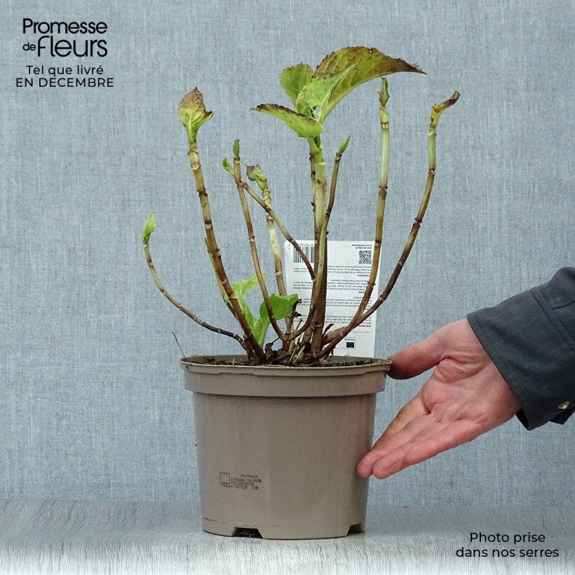 Exemplar von Hydrangea macrophylla Baron Rouge - Bauernhortensie Topf mit 2L/3L wie im Winter geliefert