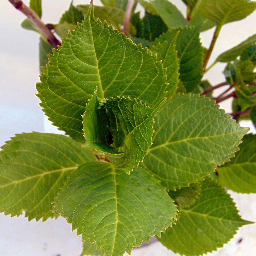 Hydrangea macrophylla Beauté Vendômoise - Bauernhortensie (Foliage)
