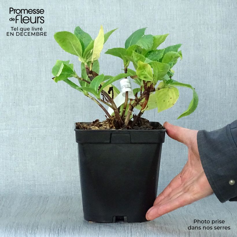 Exemplar von Hydrangea macrophylla Beauté Vendômoise - Bauernhortensie Topf mit 2L/3L wie im Winter geliefert