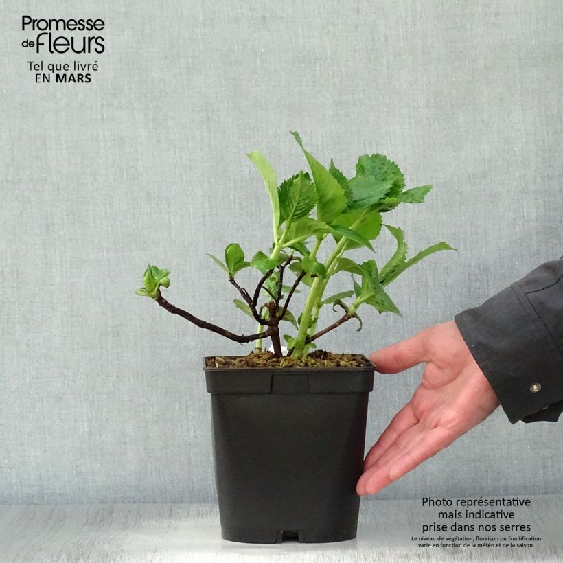 Exemplar von Hydrangea macrophylla Beauté Vendômoise - Bauernhortensie Topf mit 2L/3L wie im Frühjahr geliefert