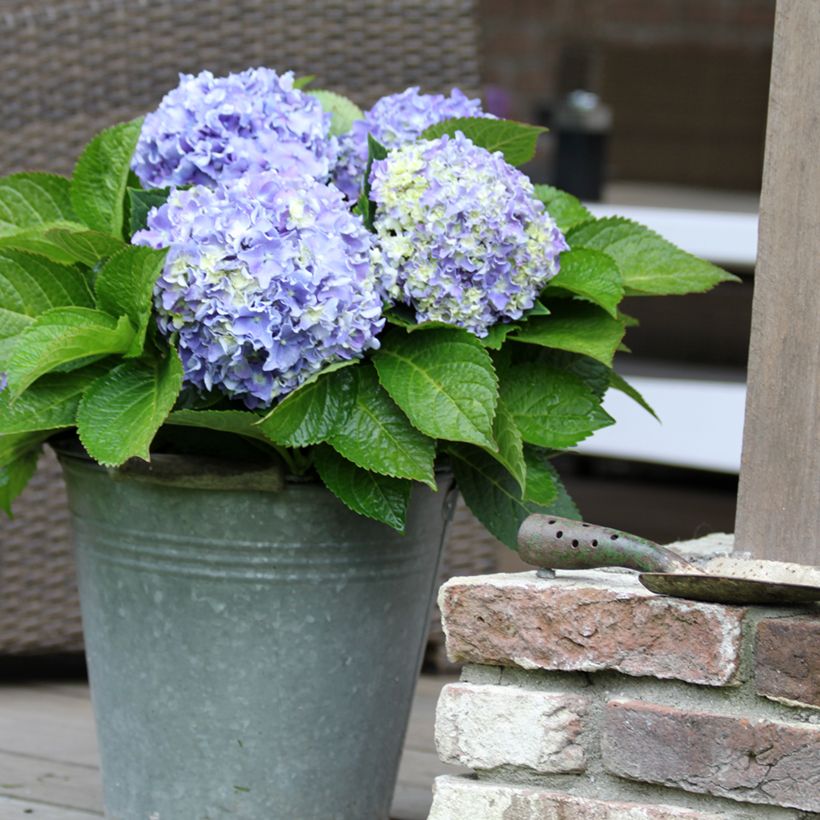 Hydrangea macrophylla Beautensia Spike - Bauernhortensie (Plant habit)