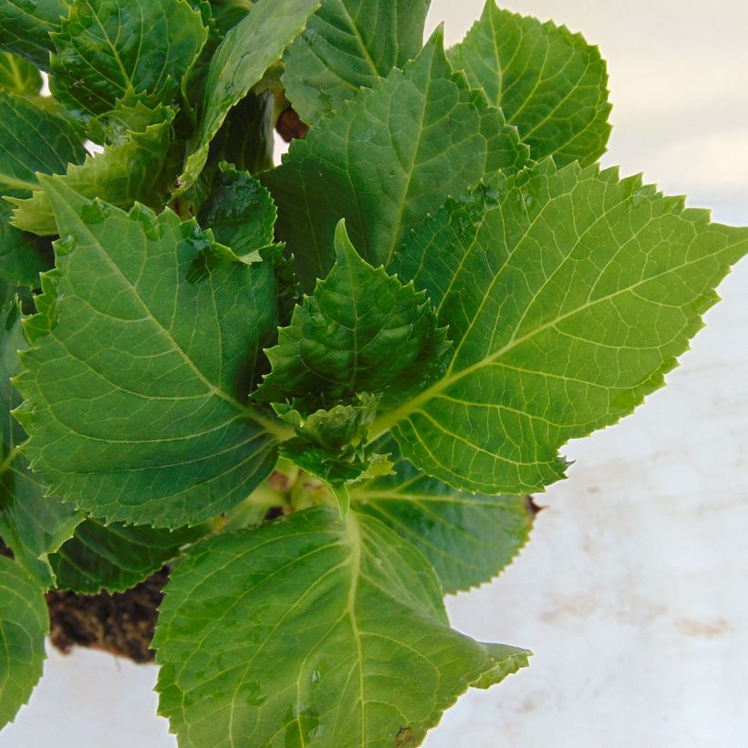 Hydrangea macrophylla Bela - Bauernhortensie (Foliage)