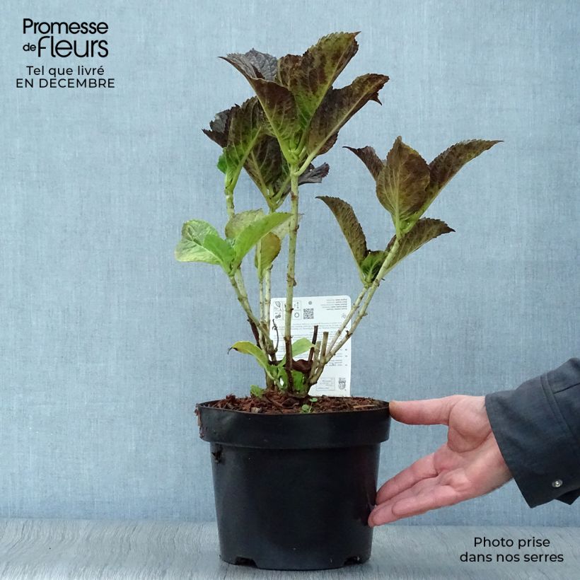 Exemplar von Hydrangea macrophylla Belle Séduction - Bauernhortensie Topf mit 3L/4L wie im Winter geliefert