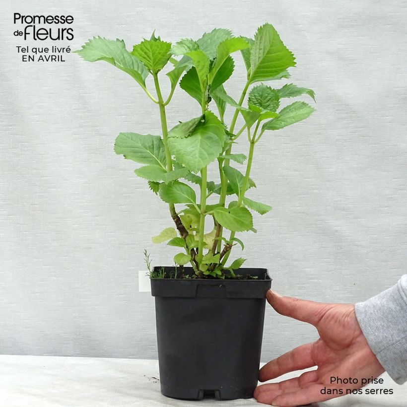 Exemplar von Hydrangea macrophylla Benelux Pink - Bauernhortensie Topf mit 2L/3L, Strauch wie im Frühjahr geliefert