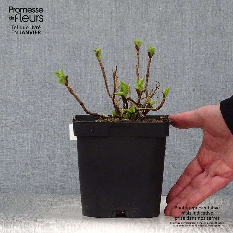 Exemplar von Hydrangea macrophylla Big Data Pink - Bauernhortensie Topf mit 2L/3L wie im Winter geliefert