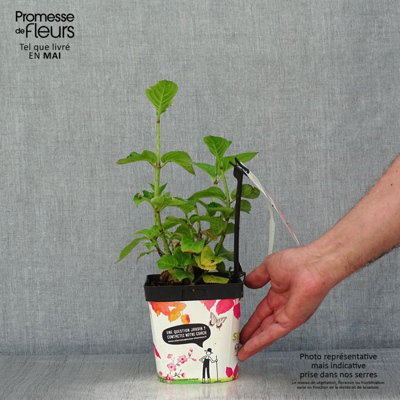 Exemplar von Hydrangea macrophylla Big Data Pink - Bauernhortensie Topf mit 2L/3L, Strauch wie im Frühjahr geliefert