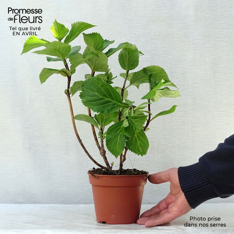 Exemplar von Hydrangea macrophylla Black Steel Zebra - Bauernhortensie Topf mit 2L/3L wie im Frühjahr geliefert