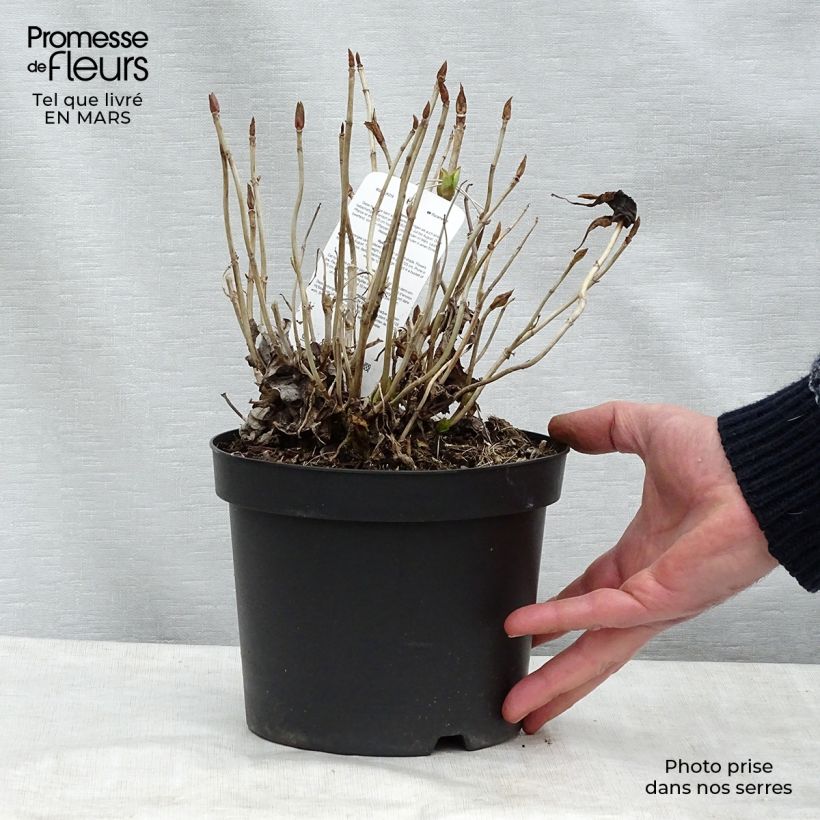 Exemplar von Hydrangea macrophylla Blauer Prinz - Bauernhortensie Topf mit 2L/3L wie im Winter geliefert