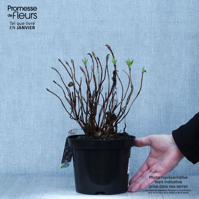 Exemplar von Hydrangea macrophylla Blauer Zwerg - Bauernhortensie Topf mit 2L/3L wie im Winter geliefert