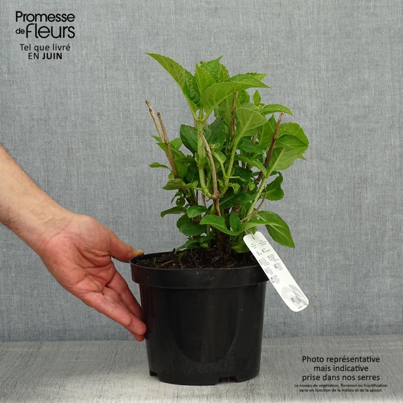 Exemplar von Hydrangea macrophylla Blauer Zwerg - Bauernhortensie Topf mit 2L/3L wie im Frühjahr geliefert