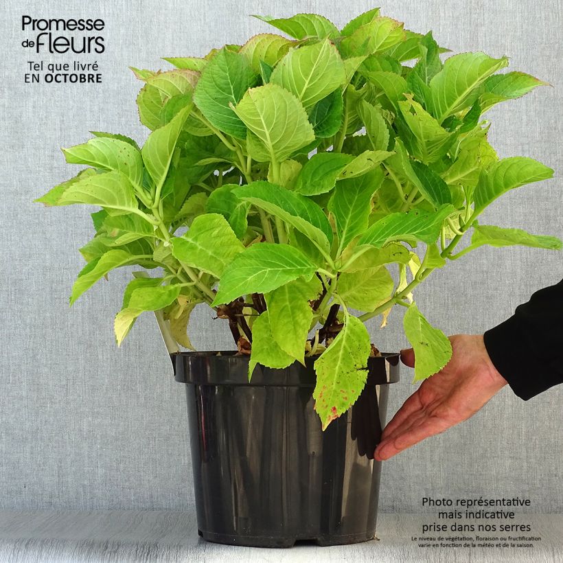 Example of Hydrangea macrophylla Blaumeise - Bauernhortensie Topf mit 7,5L/10L as you get in automne