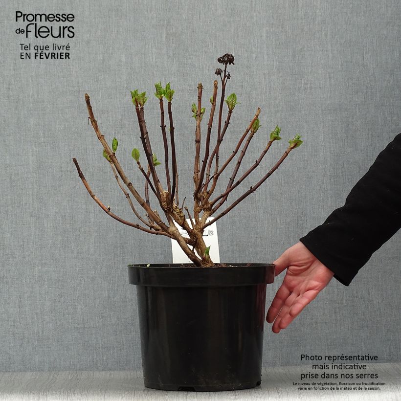 Exemplar von Hydrangea macrophylla Blaumeise - Bauernhortensie Topf mit 7,5L/10L wie im Winter geliefert