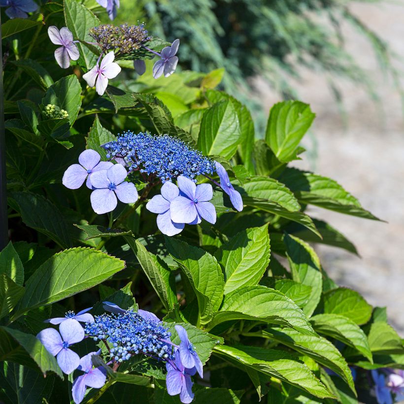 Hydrangea macrophylla Blaumeise - Bauernhortensie (Blüte)