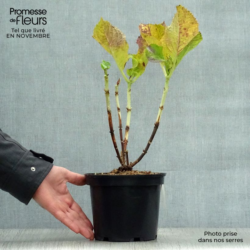 Example of Hydrangea macrophylla Blaumeise - Bauernhortensie Topf mit 2L/3L as you get in automne