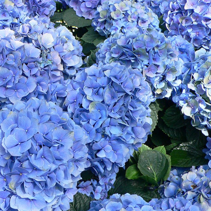 Hydrangea macrophylla Bodensee - Bauernhortensie (Flowering)