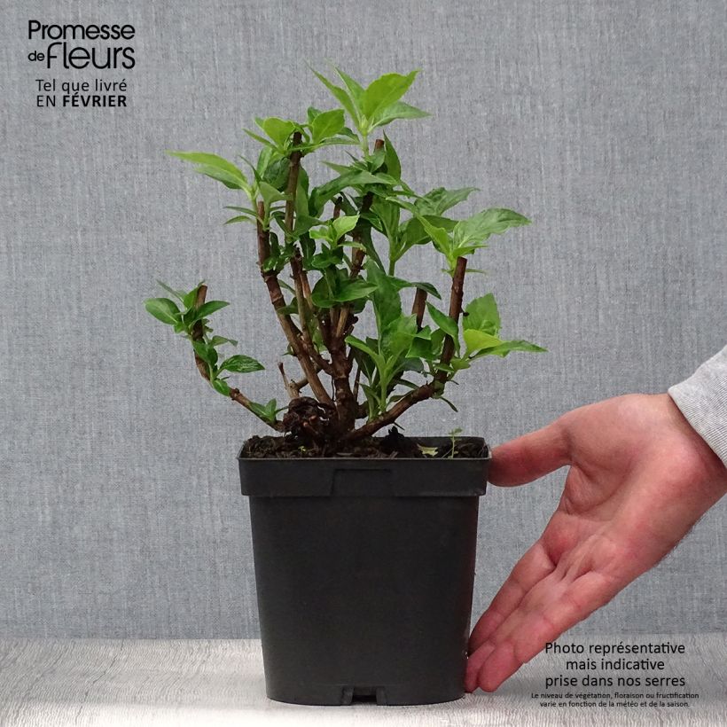 Example of Hydrangea macrophylla Bodensee - Bauernhortensie Topf mit 2L/3L as you get in automne