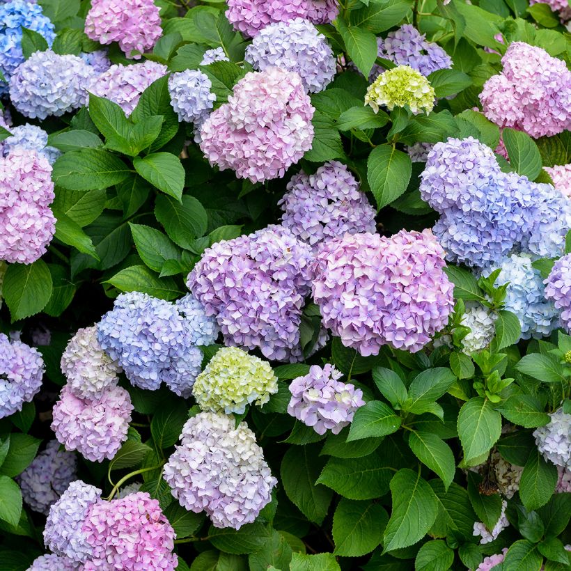 Hydrangea macrophylla Bodensee - Bauernhortensie (Blüte)