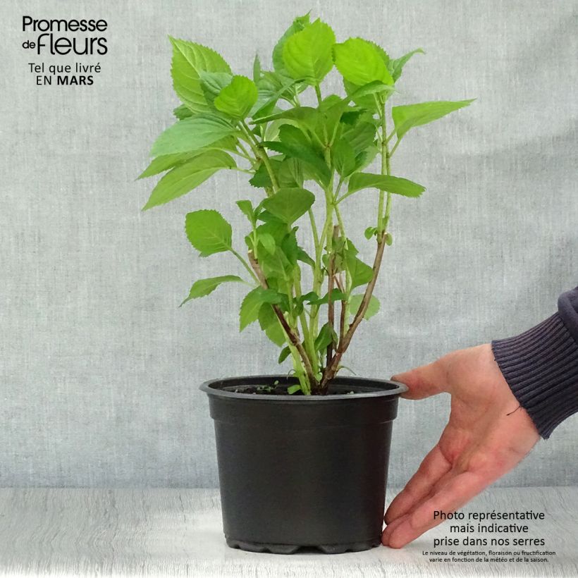 Exemplar von Hydrangea macrophylla Bouquet Rose - Bauernhortensie Topf mit 2L/3L wie im Frühjahr geliefert