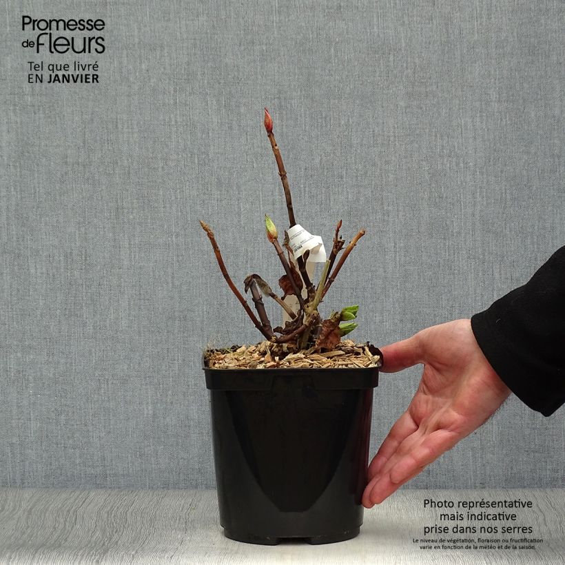 Exemplar von Hydrangea macrophylla Buchfink - Bauernhortensie Topf mit 2L/3L wie im Winter geliefert