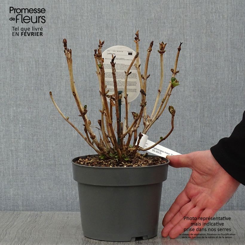 Exemplar von Hydrangea macrophylla Caipirinha - Bauernhortensie Topf mit 2L/3L wie im Winter geliefert