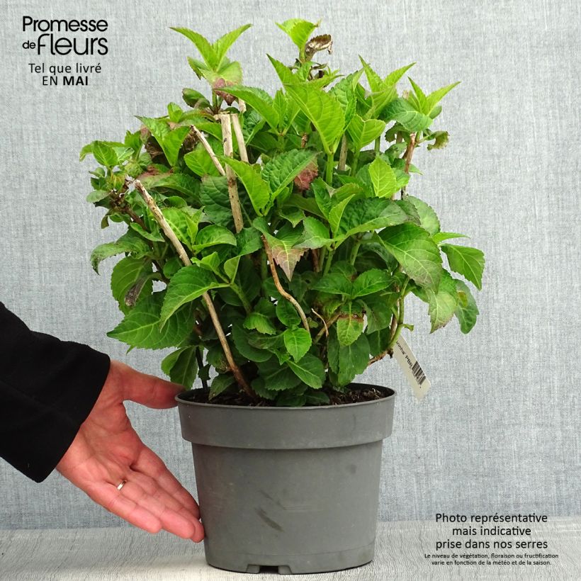 Exemplar von Hydrangea macrophylla Caipirinha - Bauernhortensie Topf mit 2L/3L wie im Frühjahr geliefert