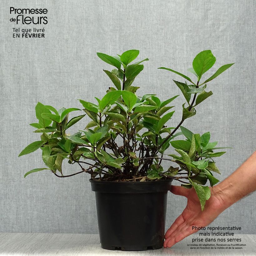 Example of Hydrangea macrophylla Rendez-Vous Choco Chic - Bauernhortensie Topf mit 4L/5L as you get in automne