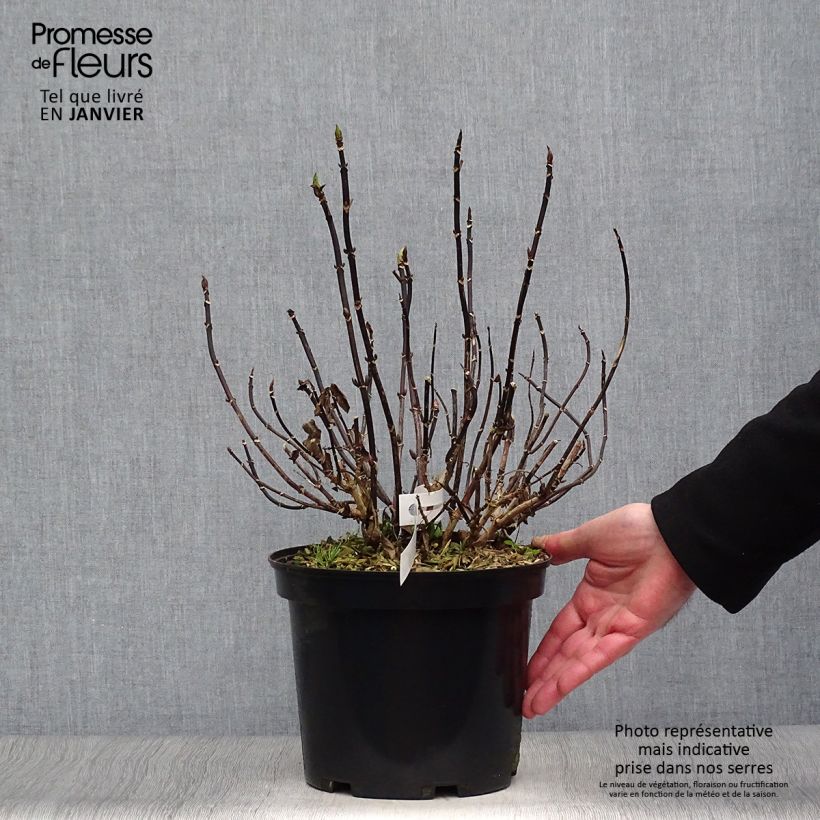 Exemplar von Hydrangea macrophylla Rendez-Vous Choco Chic - Bauernhortensie Topf mit 4L/5L wie im Winter geliefert