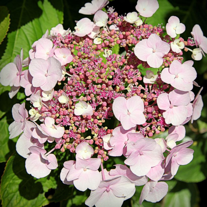 Hydrangea macrophylla Cloudi - Bauernhortensie (Flowering)