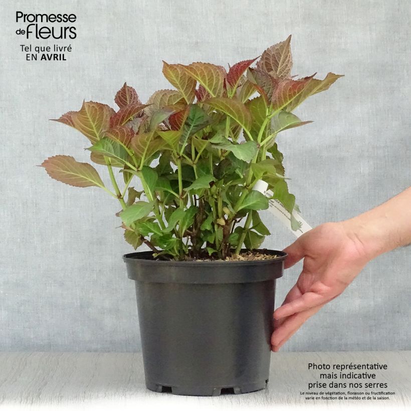 Exemplar von Hydrangea macrophylla Black Diamonds Dark Angel - Bauernhortensie Topf mit 4L/5L wie im Frühjahr geliefert