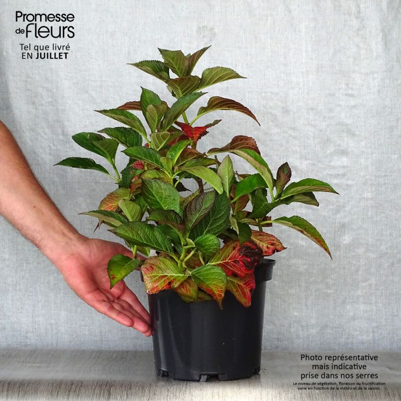 Example of Hydrangea macrophylla Black Diamonds Dark Angel - Bauernhortensie Topf mit 4L/5L as you get in ete