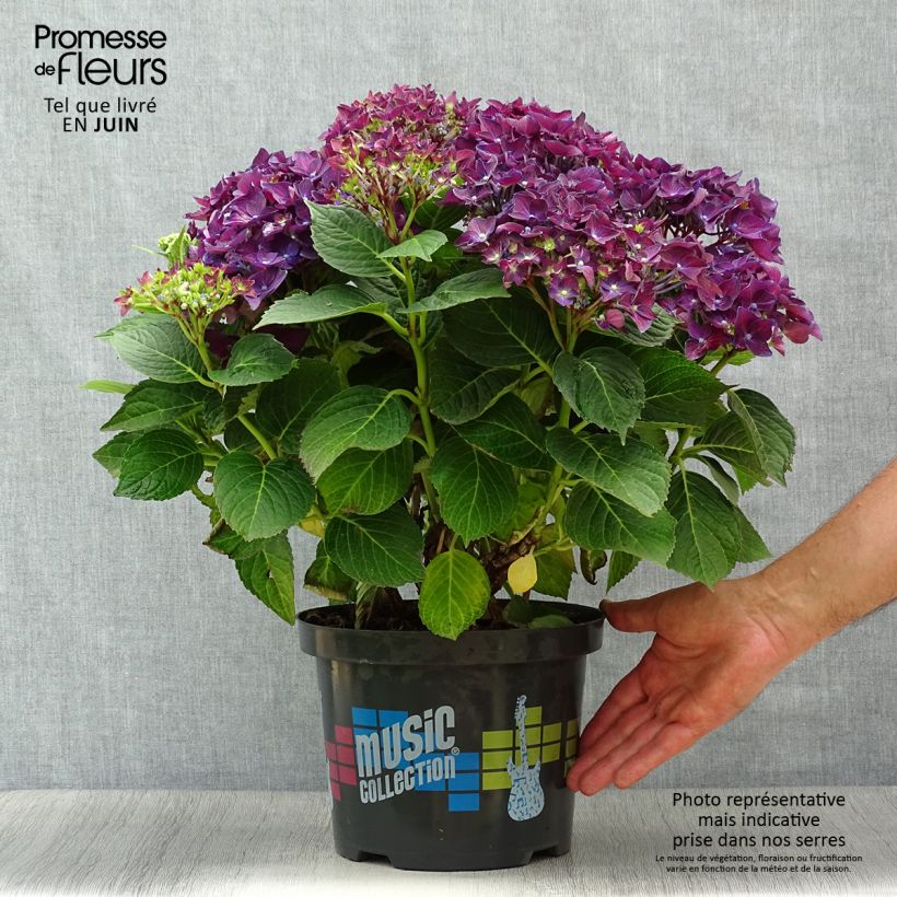 Exemplar von Hydrangea macrophylla Deep Purple Dance - Bauernhortensie Topf mit 4L/5L, Strauch wie im Sommer geliefert