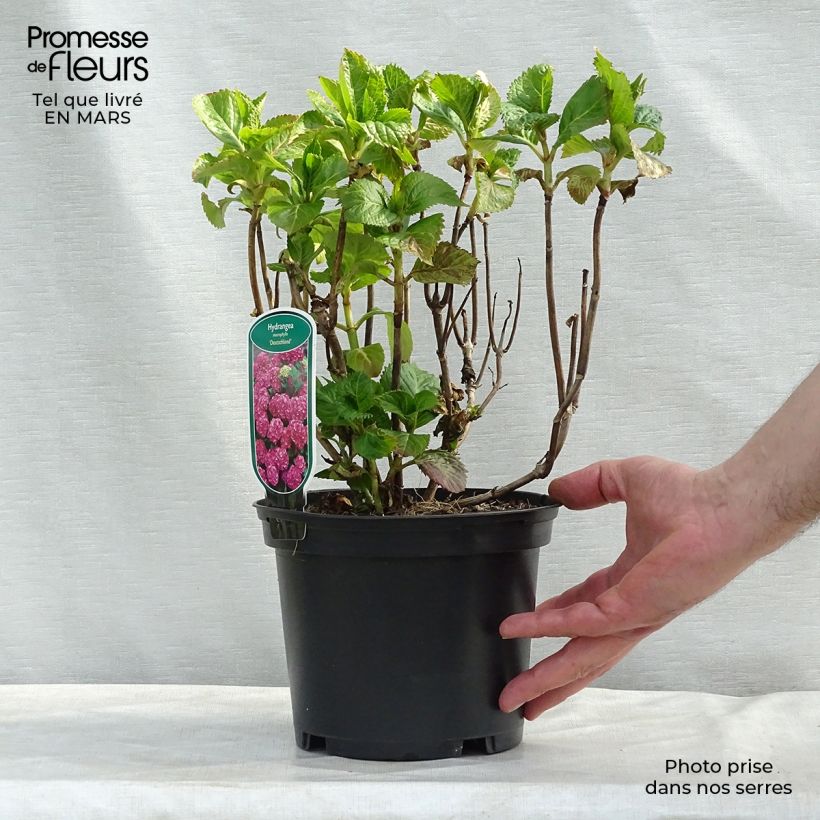 Exemplar von Hydrangea macrophylla Deutschland - Bauernhortensie Topf mit 2L/3L wie im Winter geliefert