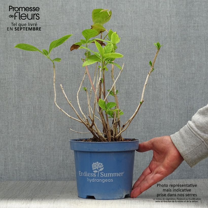 Example of Hydrangea macrophylla Endless Summer The Bride - Bauernhortensie Topf mit 2L/3L as you get in automne