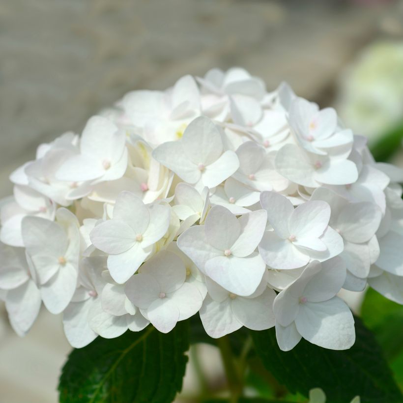 Hydrangea macrophylla Endless Summer The Bride - Bauernhortensie (Blüte)