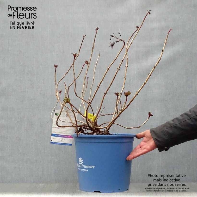 Exemplar von Hydrangea macrophylla Endless Summer Twist and Shout - Bauernhortensie Topf mit 12L/15L wie im Winter geliefert