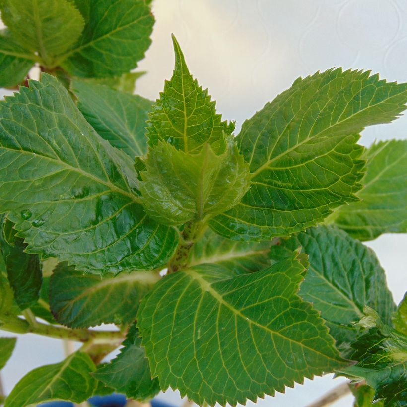 Hydrangea macrophylla Endless Summer Twist and Shout - Bauernhortensie (Foliage)