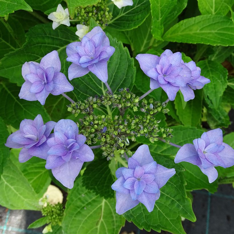 Hydrangea macrophylla Etoile Violette - Bauernhortensie (Flowering)
